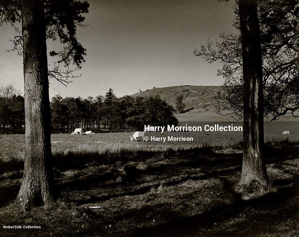 Harry Morrison - Amber Collection